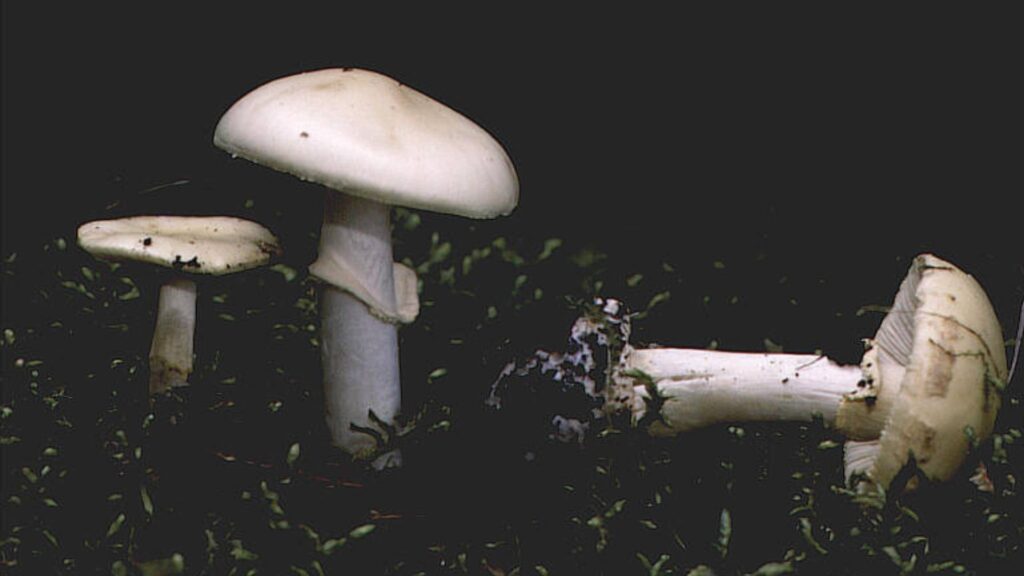 Muchomor wiosenny (Amanita verna)