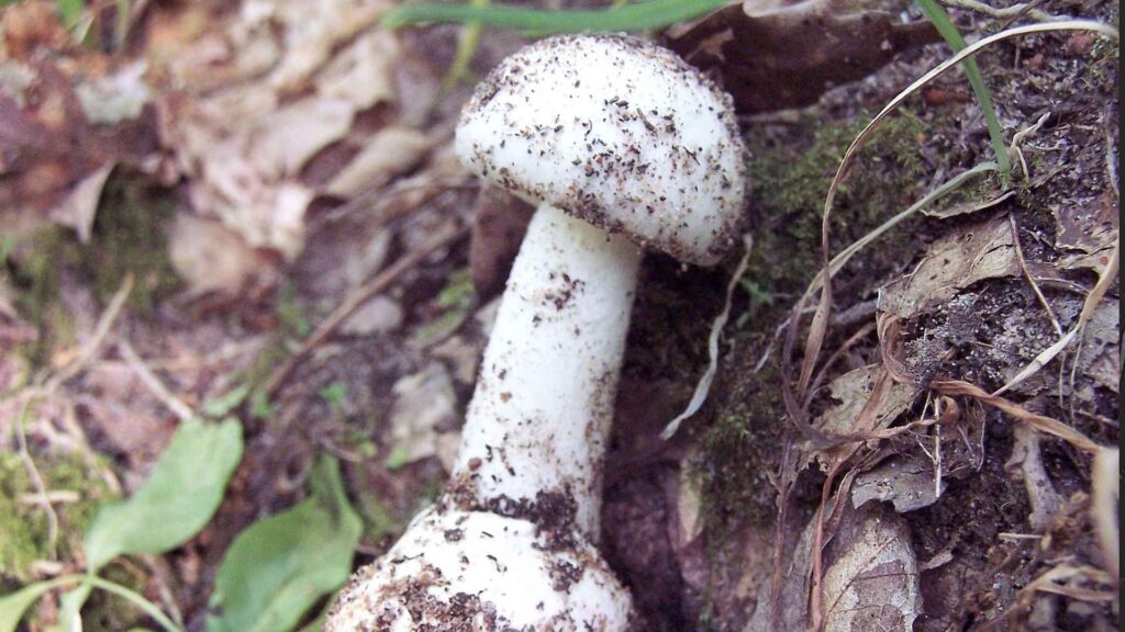 Muchomor wiosenny (Amanita verna) – opis i występowanie | fot. Creative Commons Wikimedia