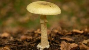 Muchomor zielonawy (Amanita phalloides) – opis i występowanie