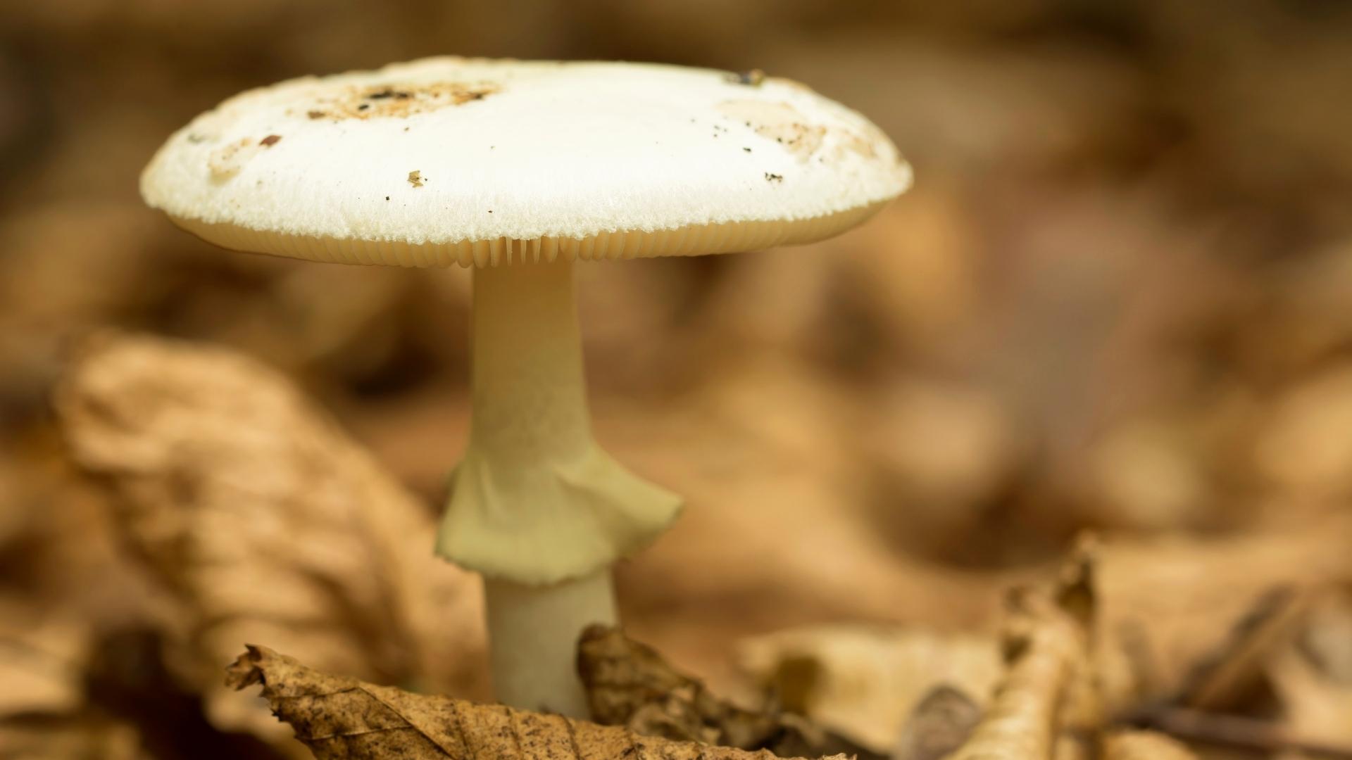 Muchomor zielonawy (Amanita phalloides) – opis i występowanie