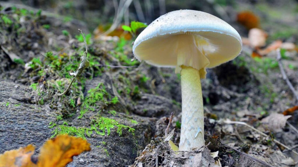 Muchomor zielonawy (Amanita phalloides) – Muchomor Sromotnikowy — spożycie tego grzyba może prowadzić do śmierci. | fot. Canva Pro