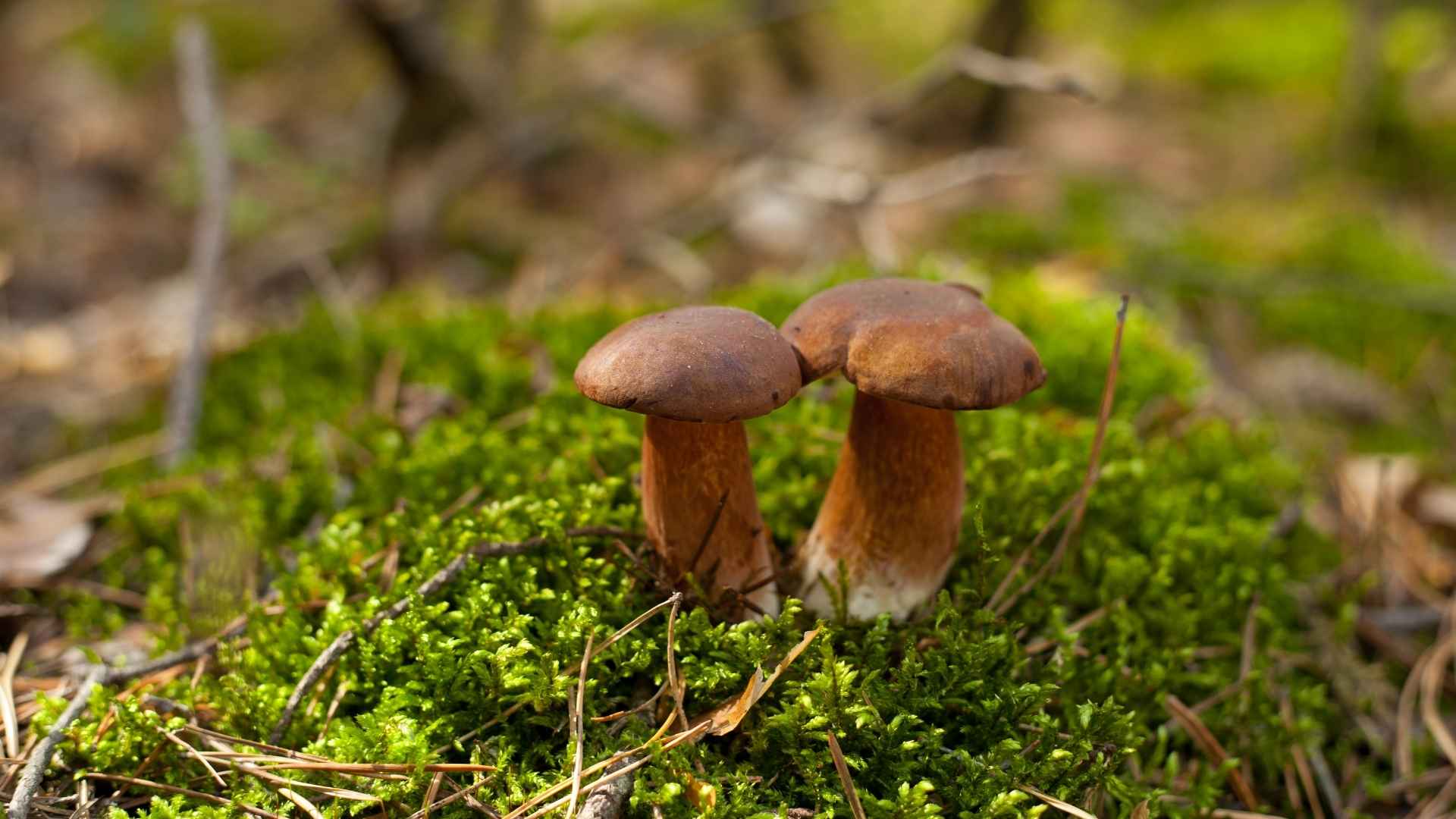 Nadchodzi wysyp grzybów! W tych lasach na przełomie lipca i sierpnia będzie ich najwięcej | foto. Canva Pro