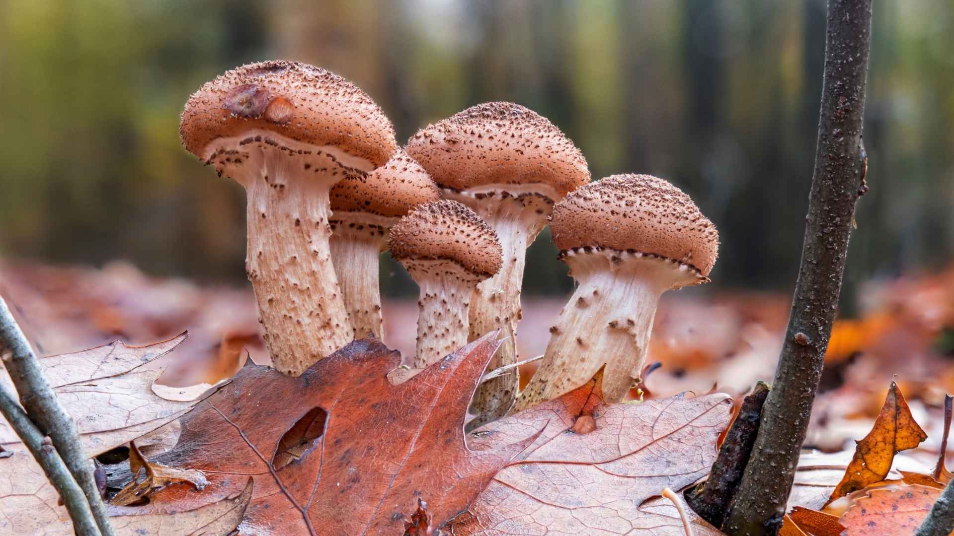Opieńka ciemna (Armillaria ostoyae) – opis i występowanie | fot. Canva Pro