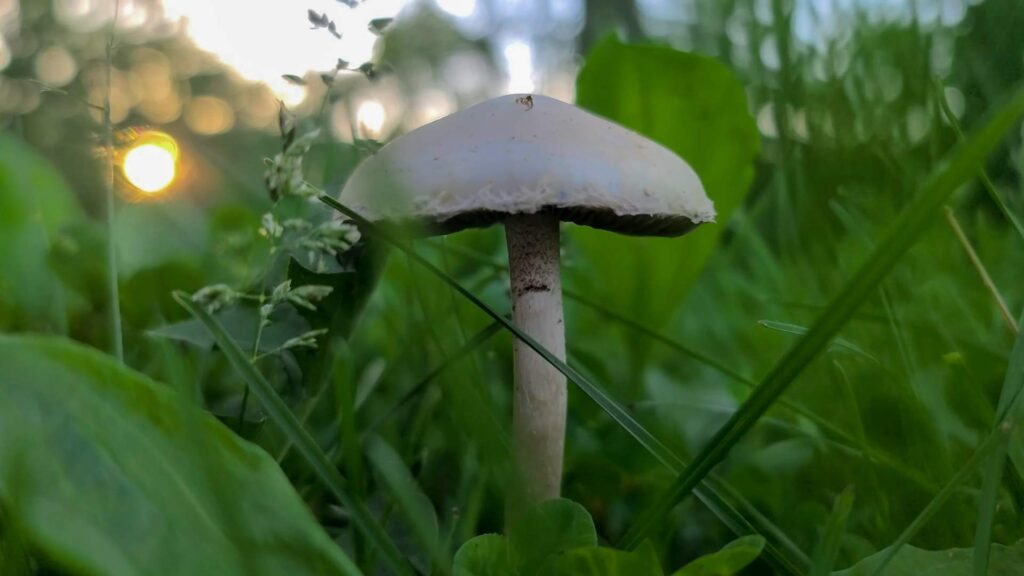Agaricus campestris Pieczarka łąkowa | fot. Canva Pro
