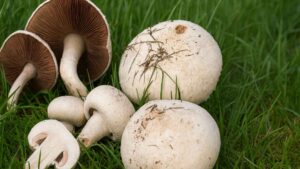 Pieczarka łąkowa (Agaricus campestris) – opis i występowanie