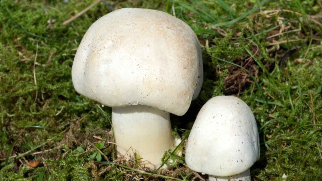 Pieczarka łąkowa (Agaricus campestris) – opis i występowanie | fot. Canva Pro