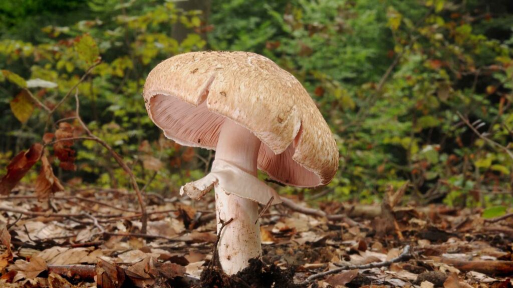 Pieczarka lśniąca (Agaricus silvaticus) | fot. Canva Pro