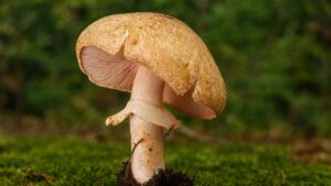 Pieczarka lśniąca (Agaricus silvaticus) – opis i występowanie
