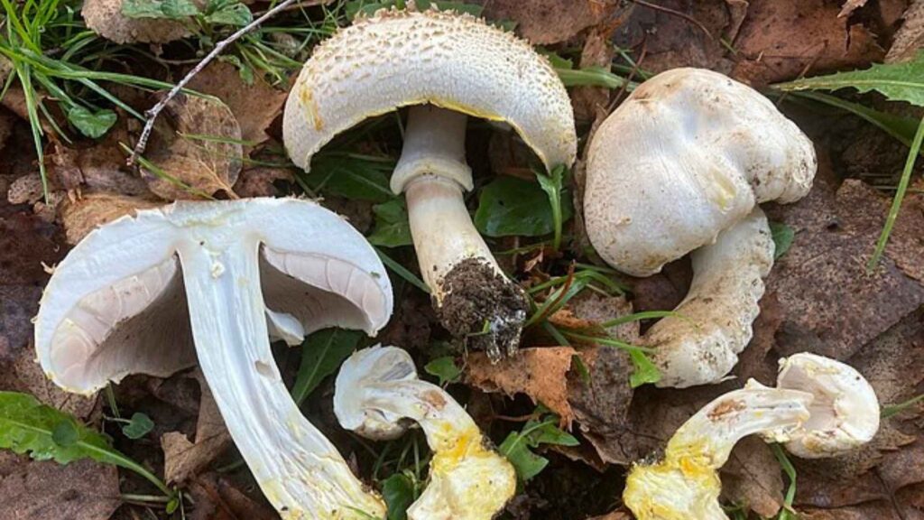 Pieczarka żółtawa (Agaricus xanthoderma)