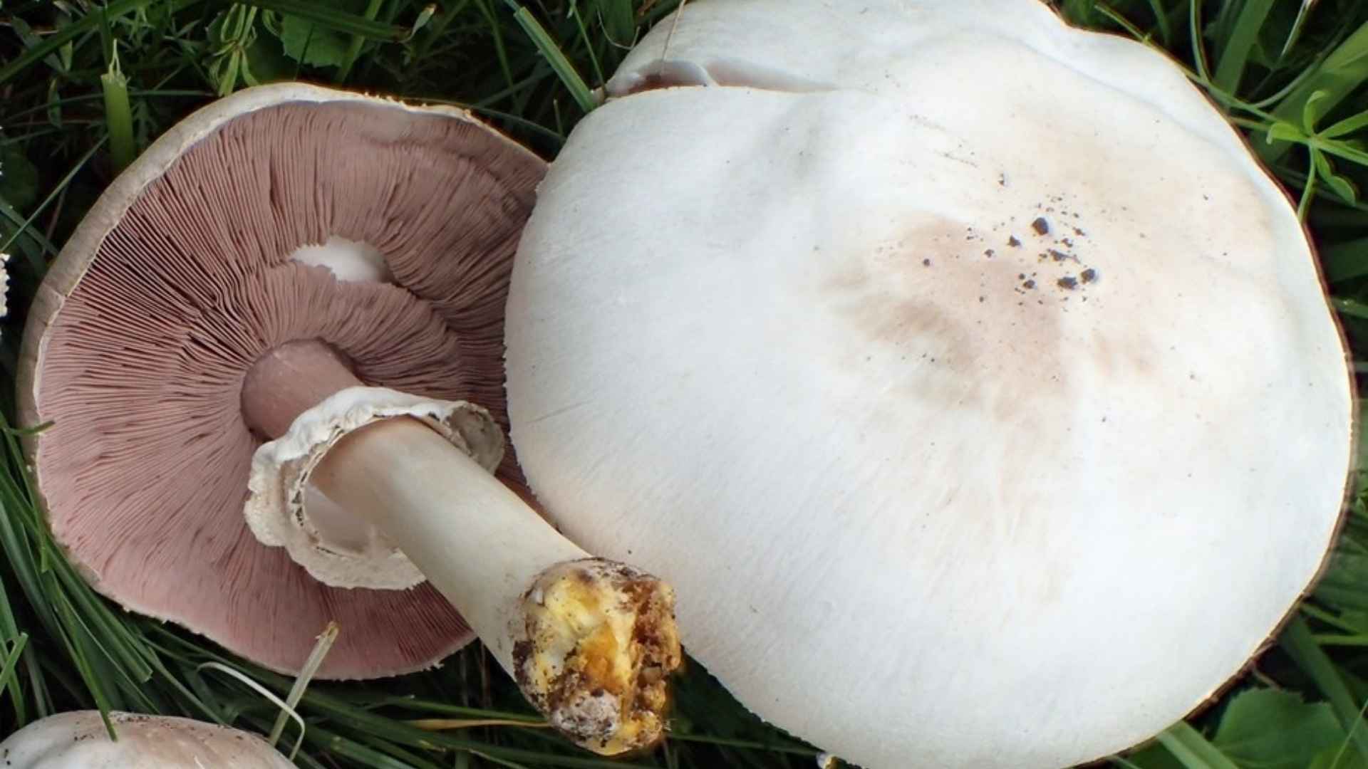 Pieczarka żółtawa (Agaricus xanthoderma) – opis i występowanie