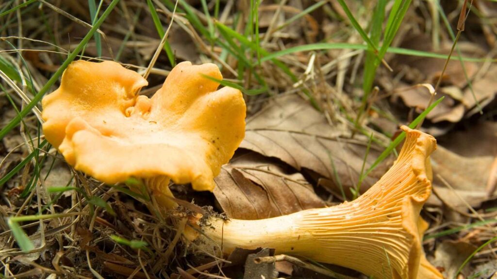 Pieprznik jadalny (Cantharellus cibarius) | fot. Canva Pro