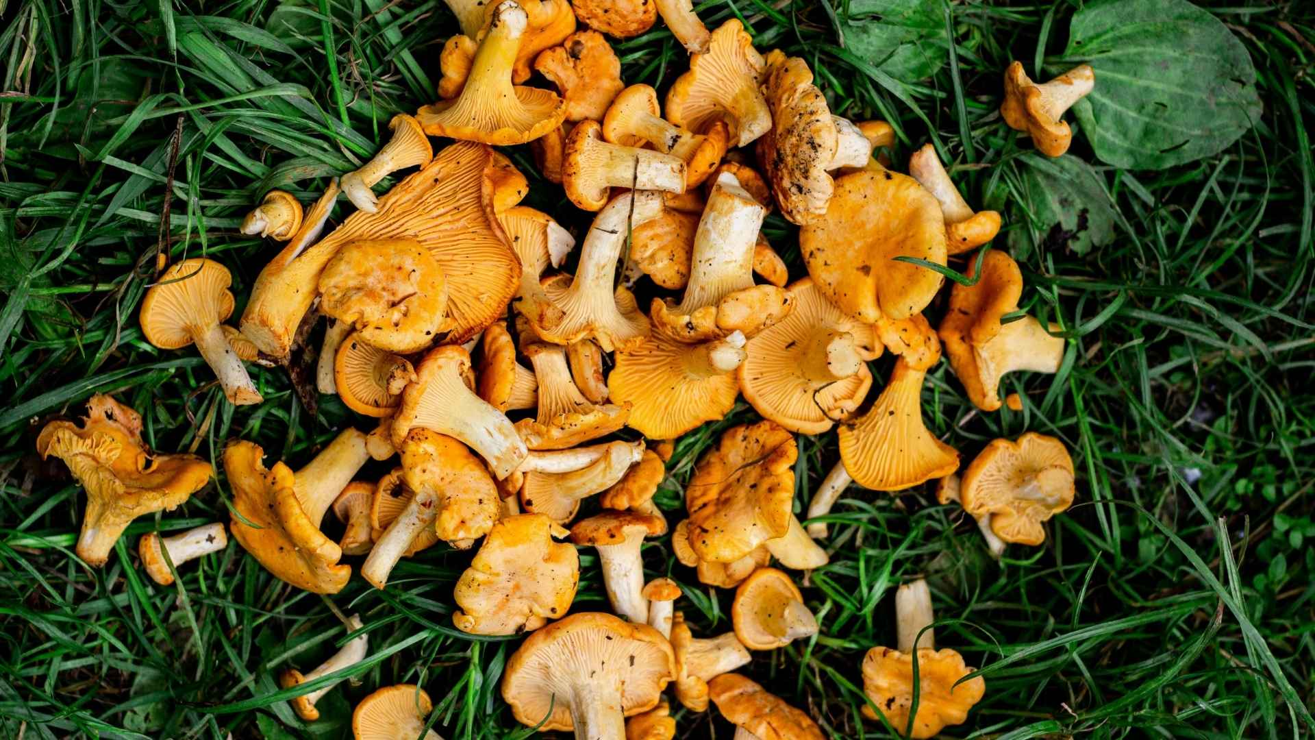 Pieprznik jadalny (Cantharellus cibarius) – opis i występowanie | fot. Canva Pro