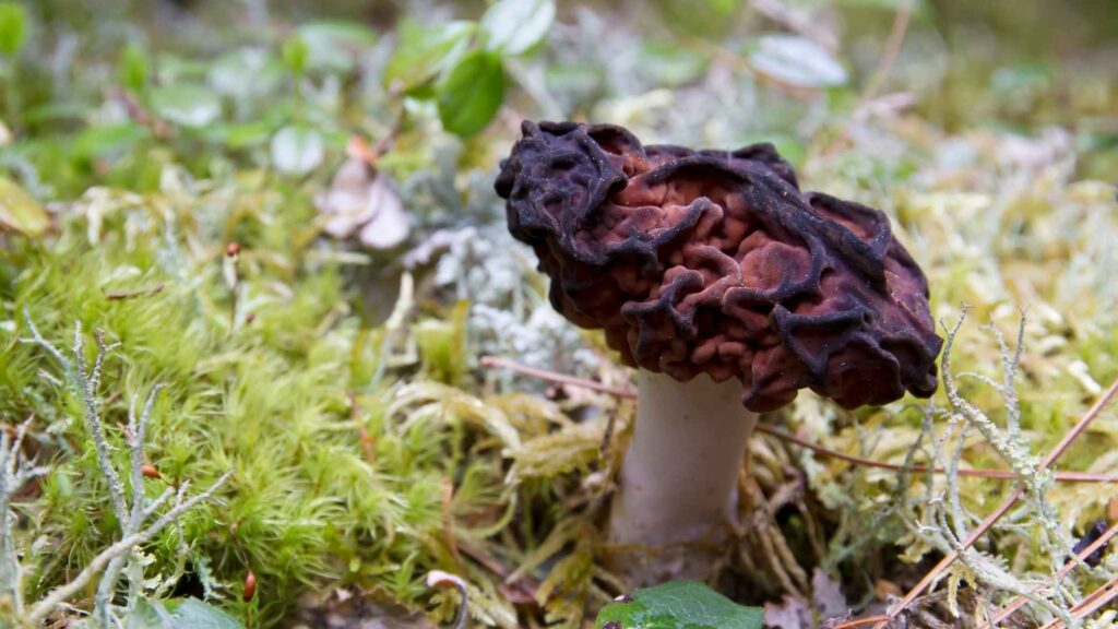 Piestrzenica kasztanowata (Gyromitra esculenta) | fot. Canva Pro