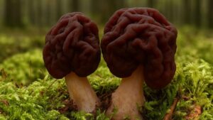 Piestrzenica kasztanowata (Gyromitra esculenta) – śmiertelnie trująca i podstępna sobowtórka smardza