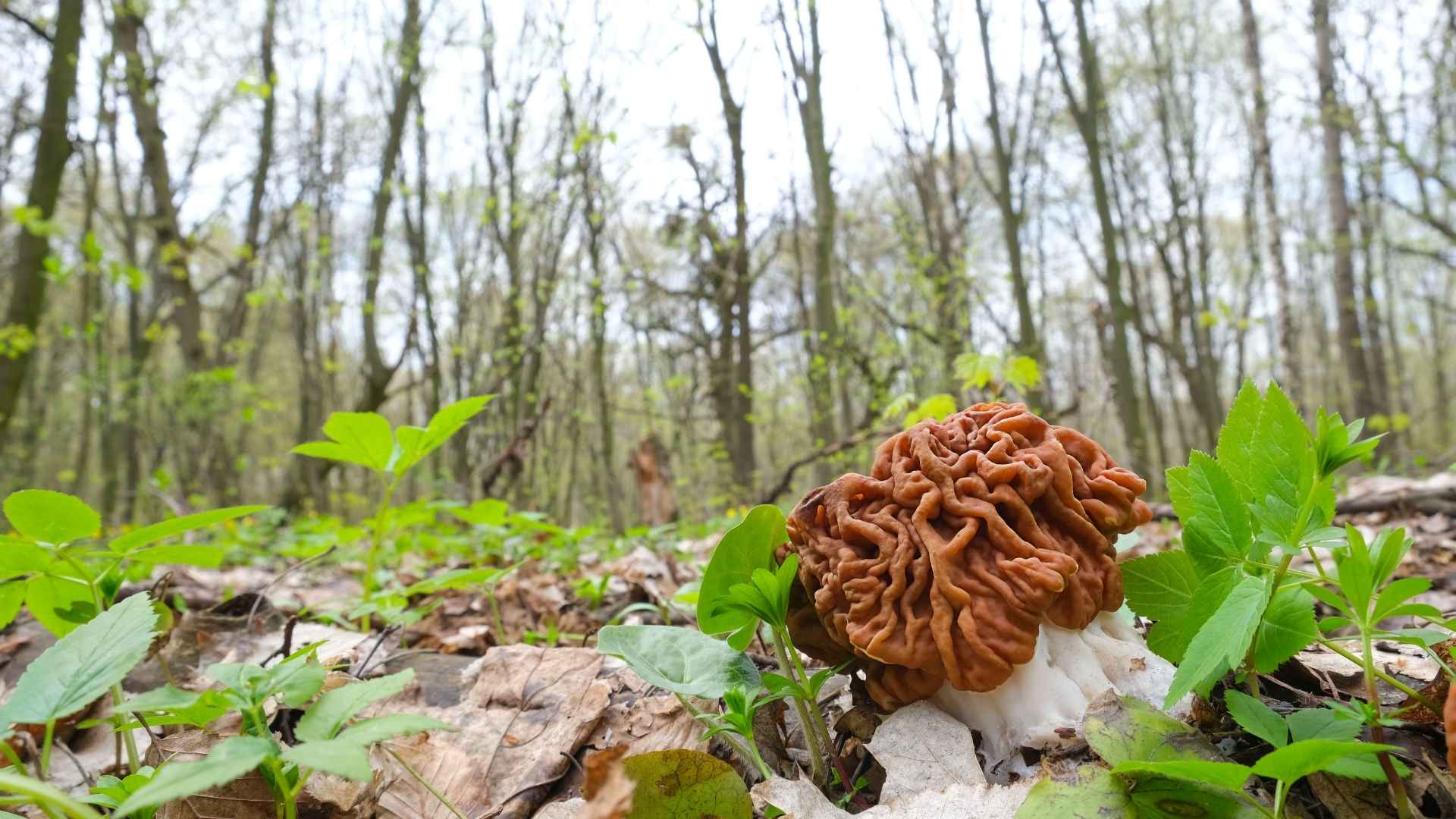 Piestrzenica kasztanowata (Gyromitra esculenta) – śmiertelnie trująca i podstępna sobowtórka smardza | fot. Canva Pro