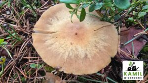 Płachetka zwyczajna (Rozites caperatus) – opis i występowanie