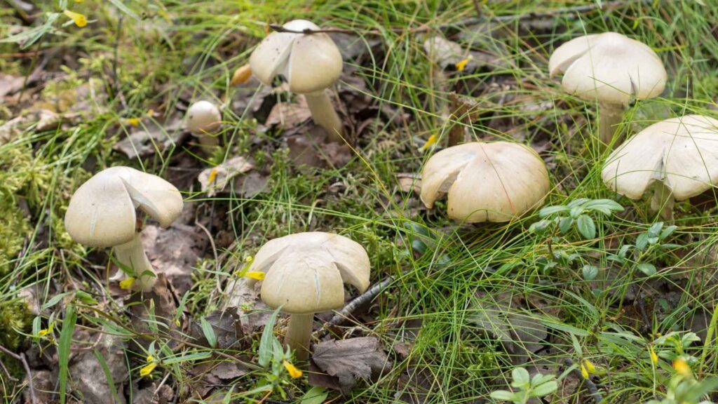 Płachetka zwyczajna (Rozites caperatus) – opis i występowanie | fot. Canva Pro
