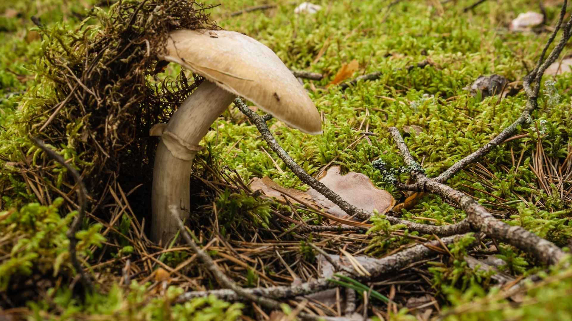 Płachetka zwyczajna Rozites caperatus