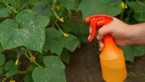 Polej tym roztworem ogórki! Szybko pozbądź się mączniaka prawdziwego i szkodników!