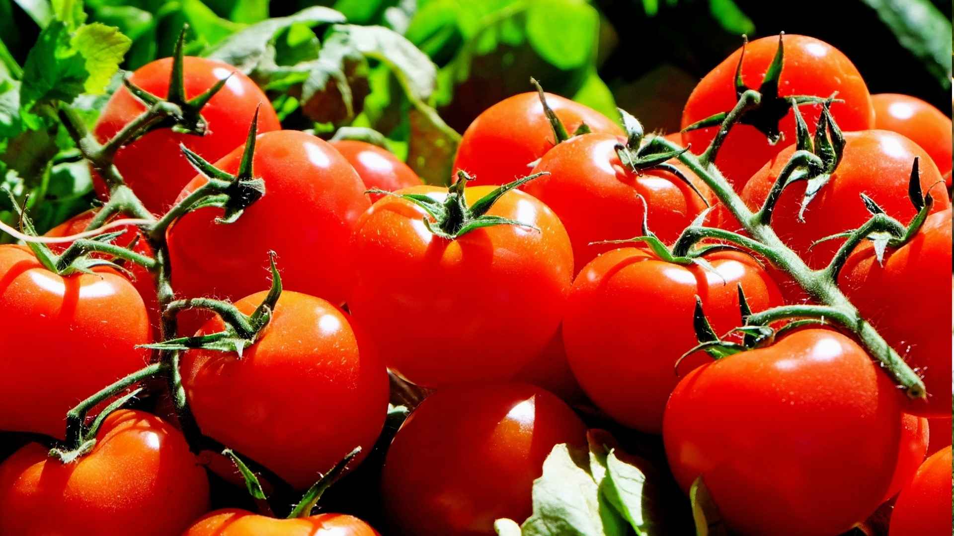 Pomidor to owoc czy warzywo? Odpowiedź cię zaskoczy
