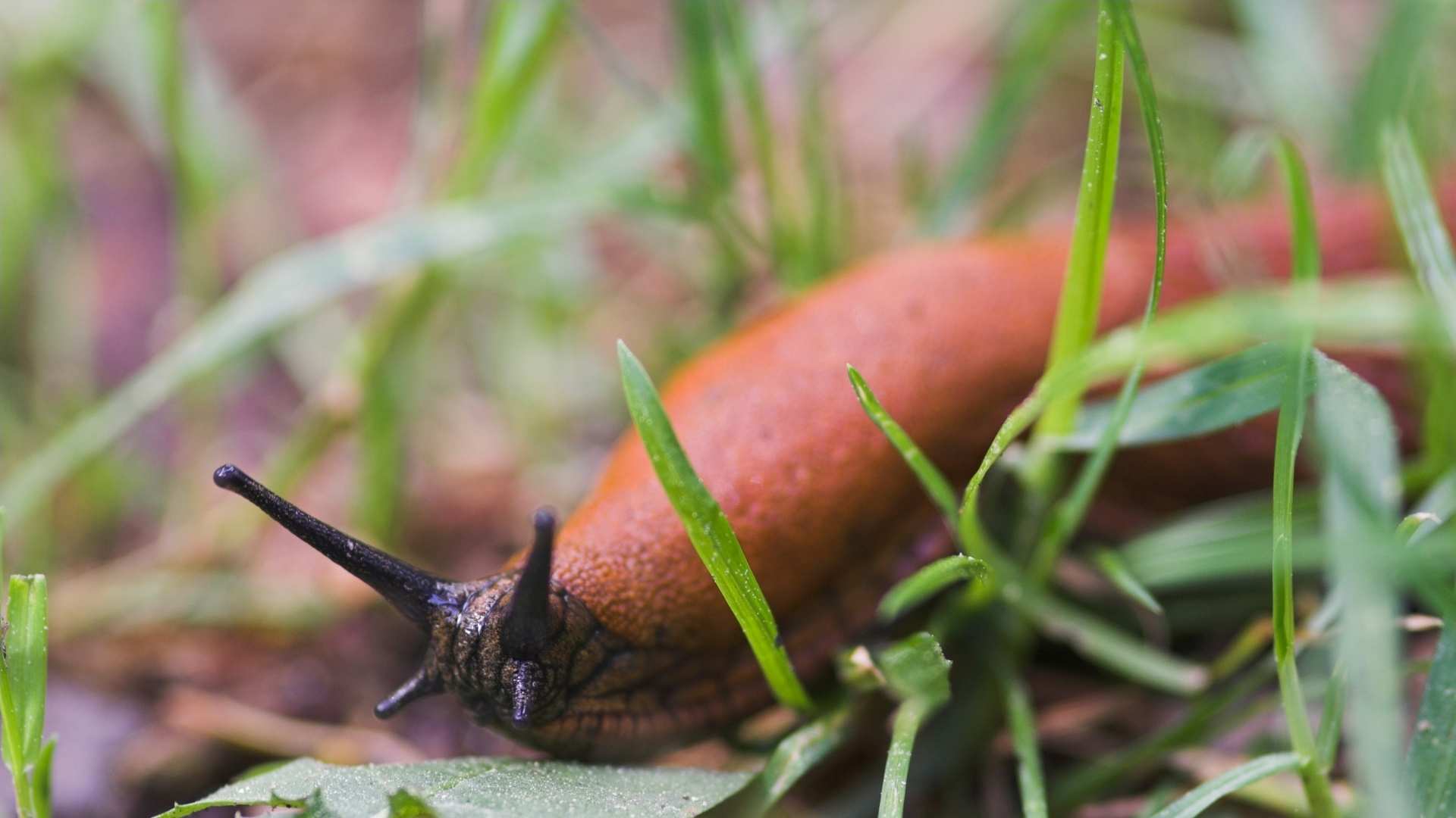 Przygotuj się na inwazję ślimaków nagich w sierpniu