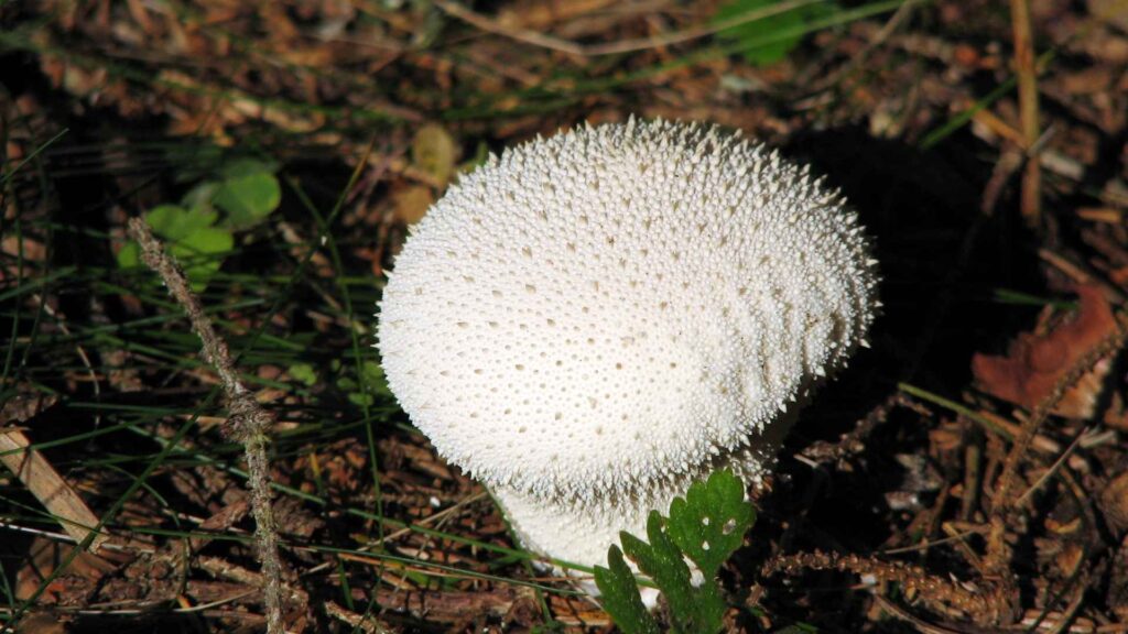 Purchawka chropowata (Lycoperdon perlatum) | fot. Canva Pro