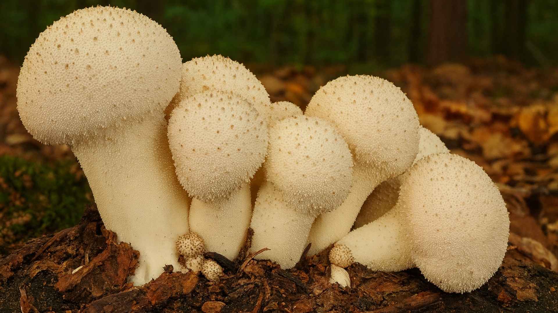 Purchawka chropowata (Lycoperdon perlatum) – opis i występowanie