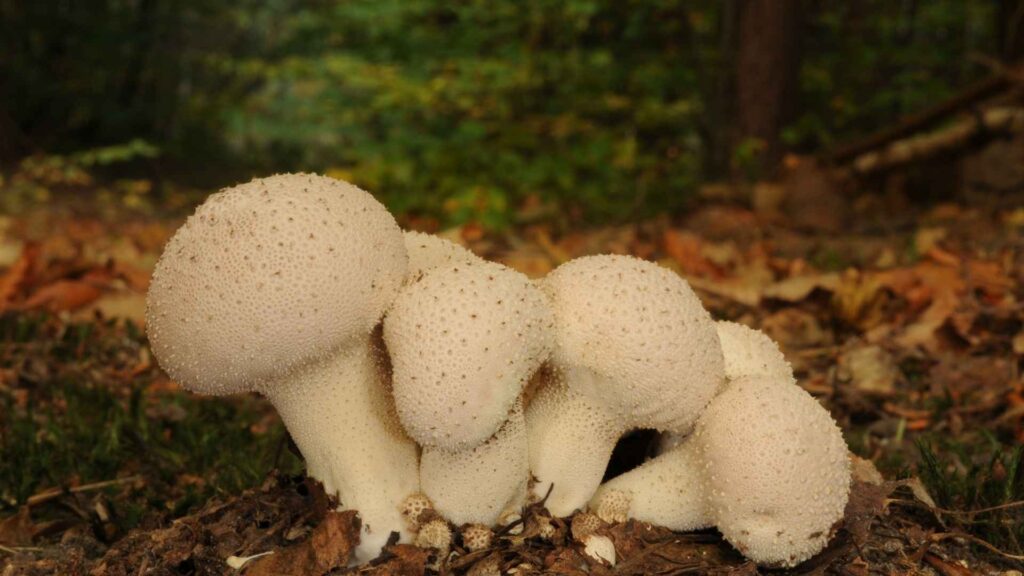 Purchawka chropowata (Lycoperdon perlatum) – opis i występowanie | fot. Canva Pro