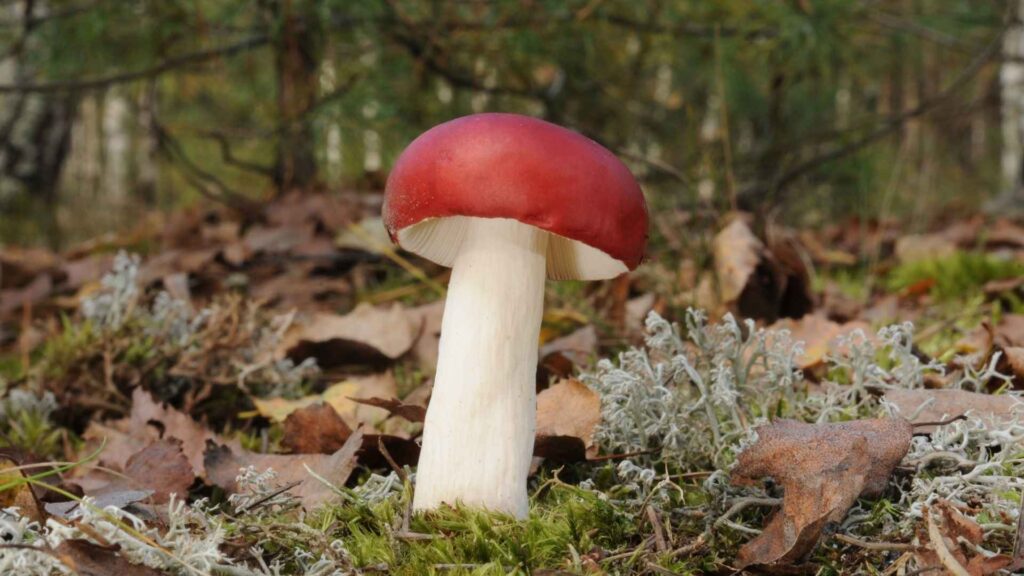 Gołąbek wymiotny (Russula emetica) | fot. Canva Pro