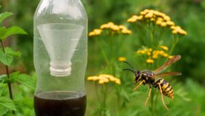Skuteczne patenty na pozbycie się os z ogrodu | foto. Kamil w Ogrodzie