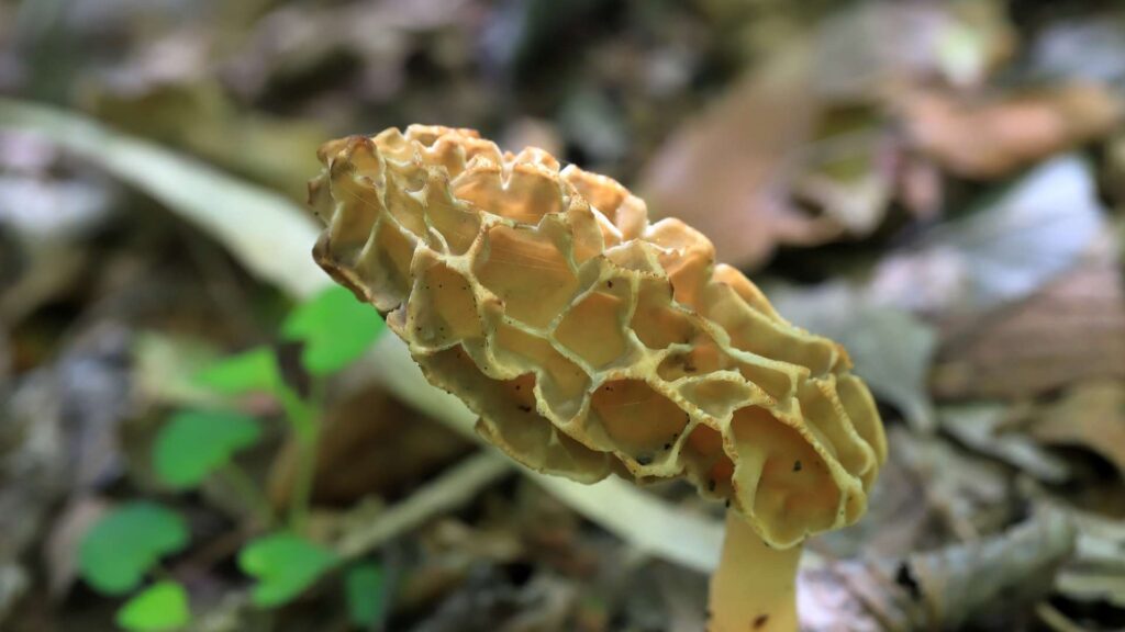 Smardz jadalny (Morchella esculenta) | fot. Canva Pro
