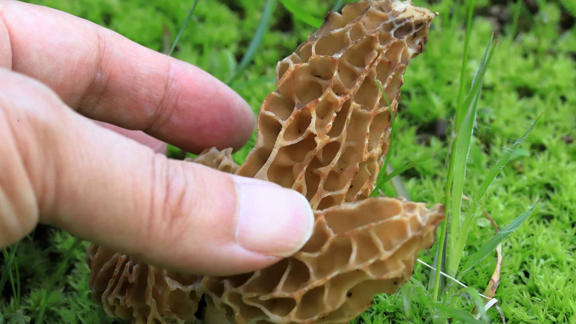 Smardz jadalny (Morchella esculenta) – opis, występowanie i ochrona