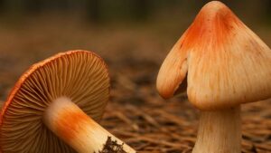 Strzępiak ceglasty (Inocybe erubescens) – opis i występowanie