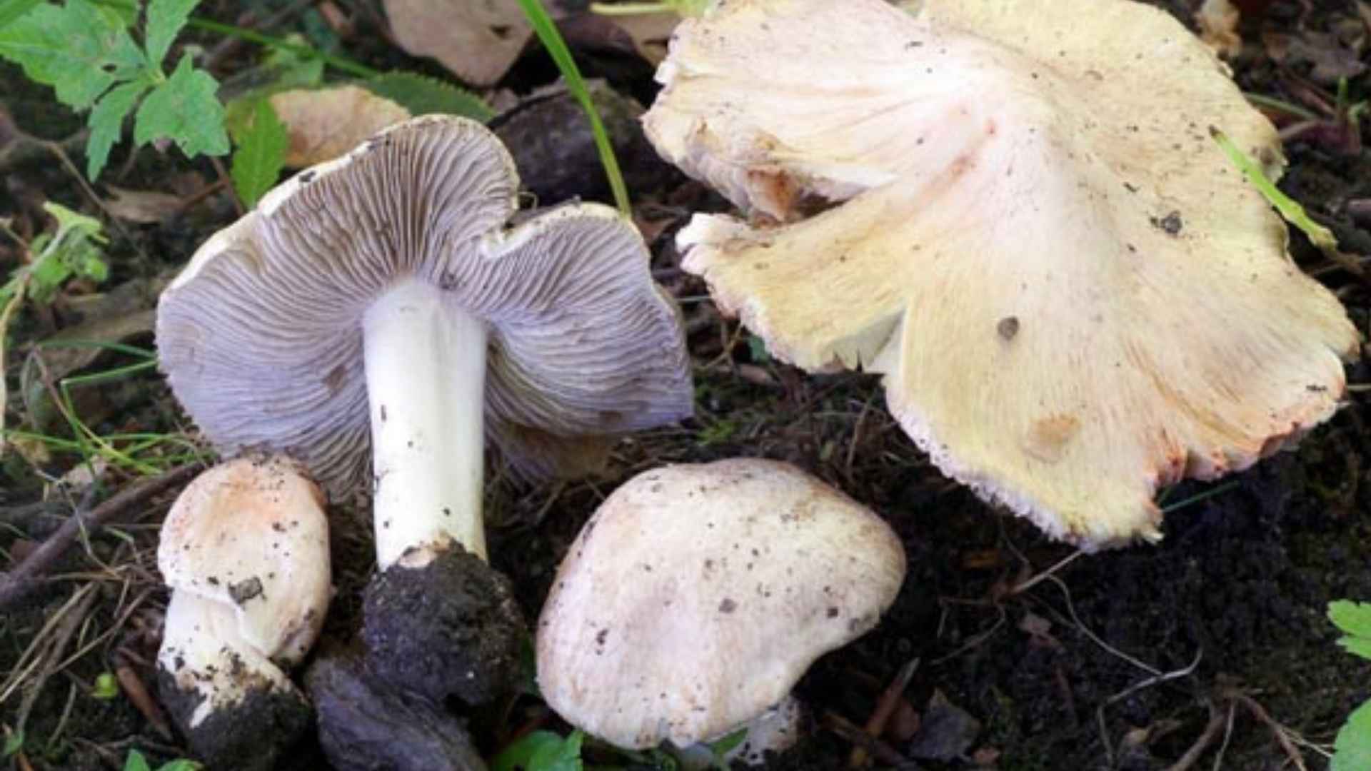 Strzępiak ceglasty Inocybe erubescens