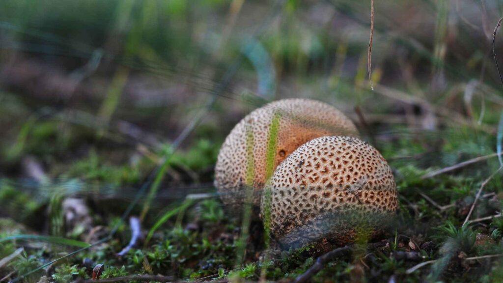 Tęgoskór cytrynowy (Scleroderma citrinum) | fot. Canva Pro