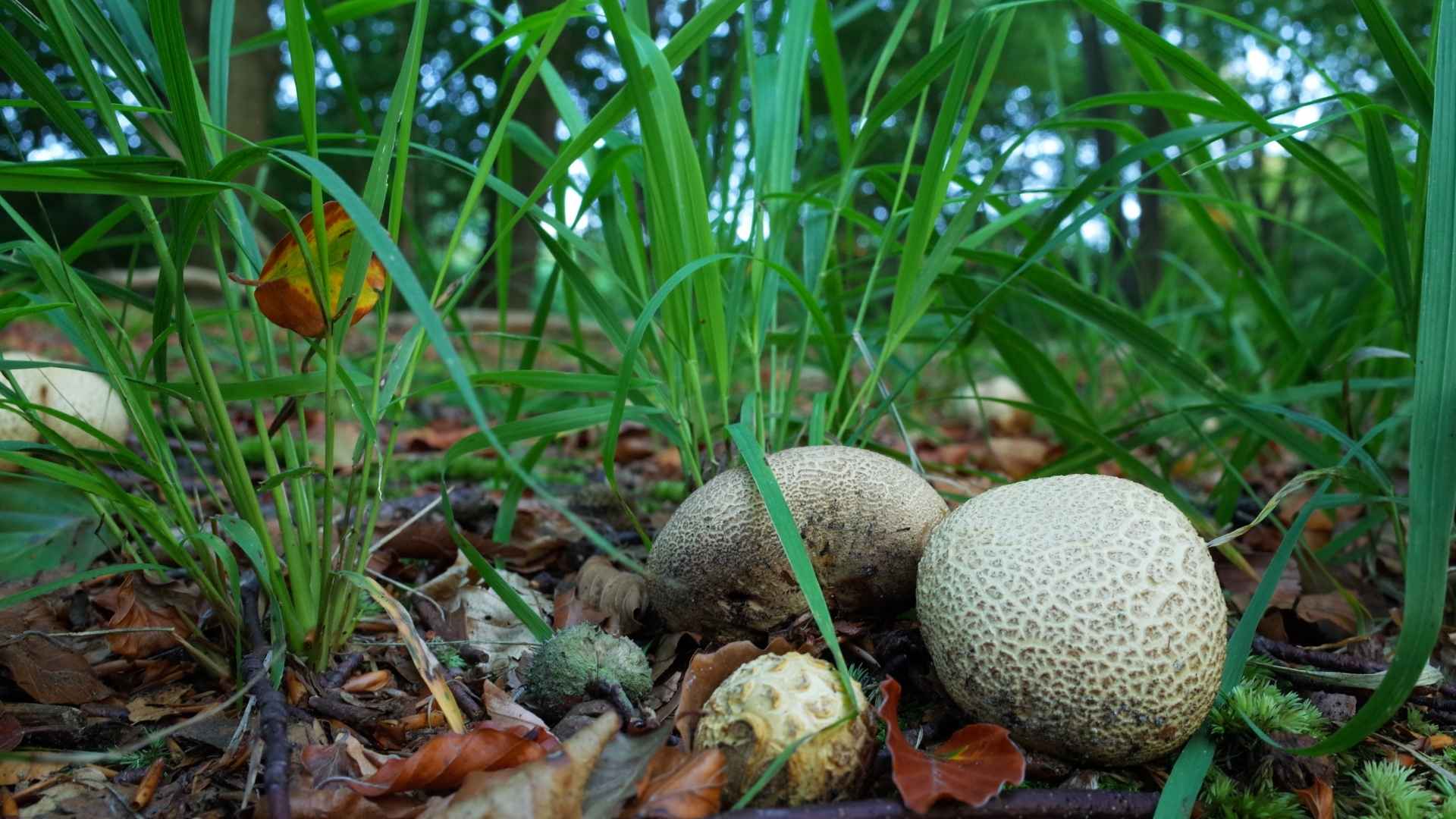 Tęgoskór cytrynowy (Scleroderma citrinum) – trująca „trufla” lasu, którą łatwo pomylić z purchawką