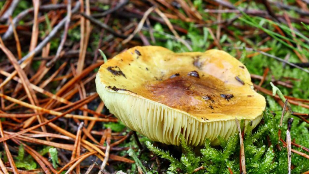 Gąska zielonka (Tricholoma equestre) | fot. Canva Pro