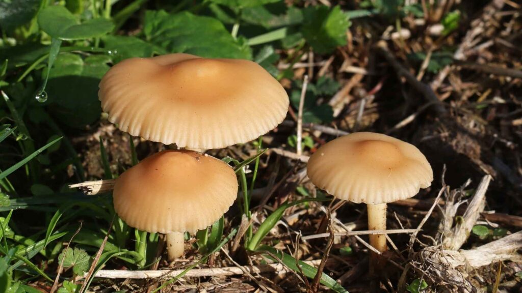 Twardzioszek przydrożny (Marasmius oreades) | foto. Canva Pro