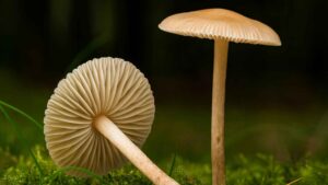 Twardzioszek przydrożny (Marasmius oreades) – opis i występowanie