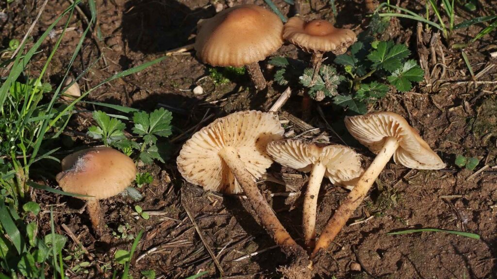 Twardzioszek przydrożny (Marasmius oreades) | fot. Canva Pro
