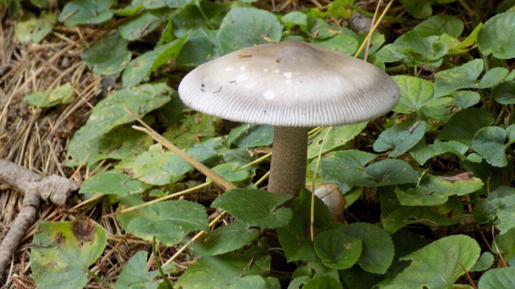 Wieruszka zatokowata (Entoloma sinuatum) | fot. Canva Pro
