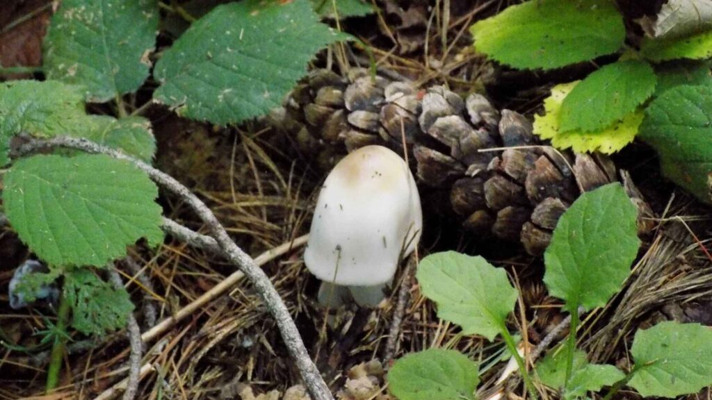 Wieruszka zatokowata (Entoloma sinuatum) – opis i występowanie | fot. Canva Pro