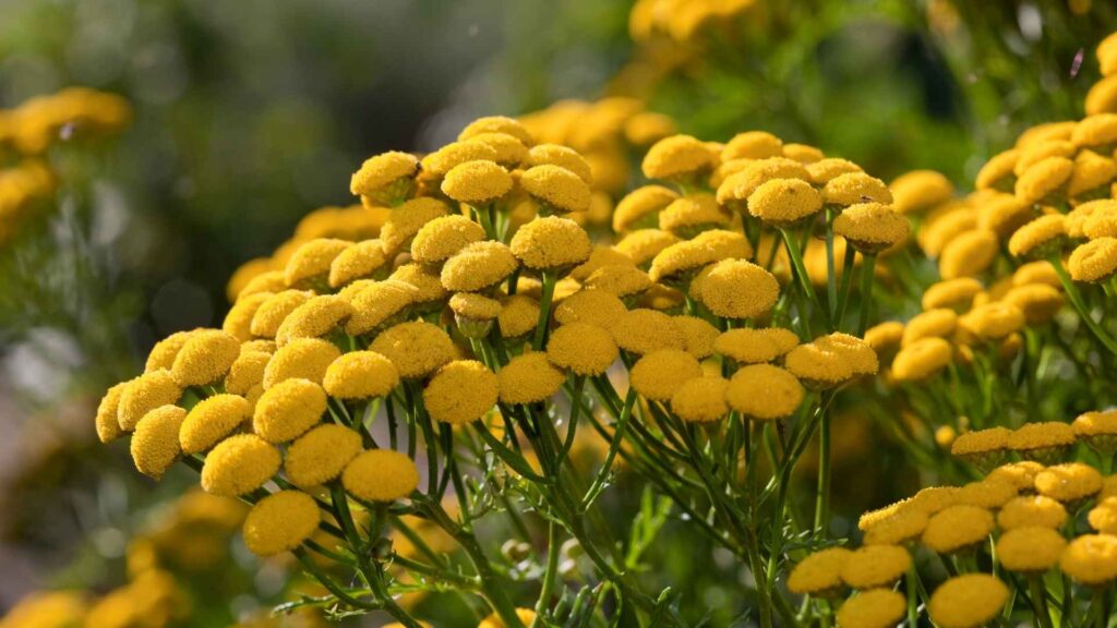 Wrotycz pospolity (Tanacetum vulgare)