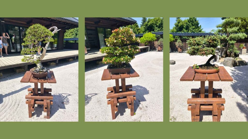 Wystawa bonsai – żywa galeria sztuki w stylu japońskim | foto. Kamil w Ogrodzie