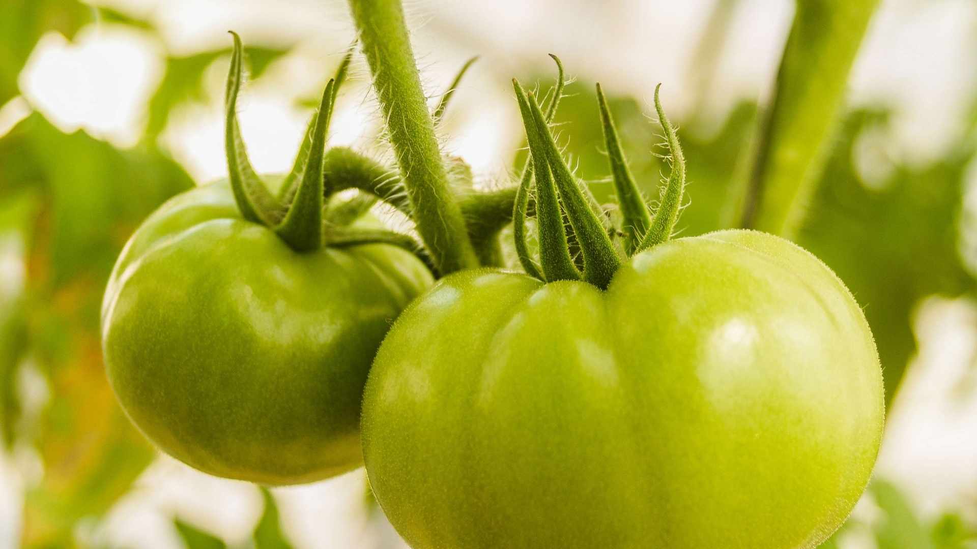 Zielone i uparte? Oto dlaczego Twoje pomidory nie chcą dojrzewać (i co z tym zrobić) | fot. Canva Pro