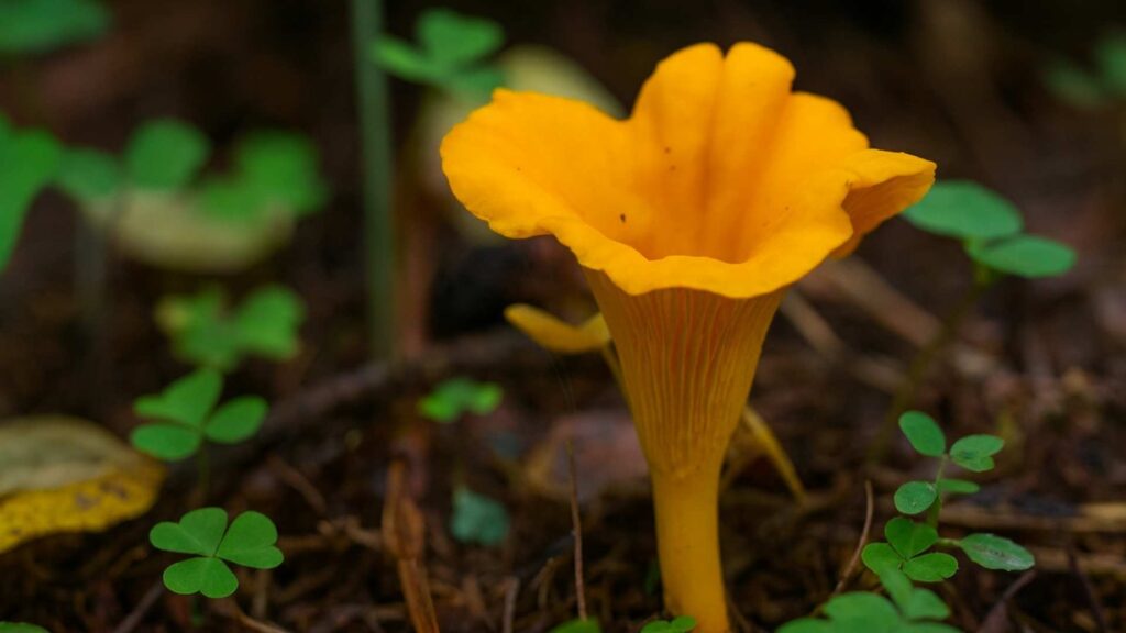 Pieprznik jadalny (Cantharellus cibarius)