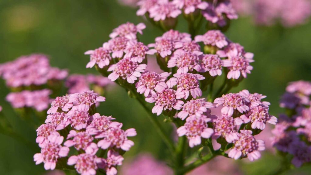 Krwawnik pospolity (Achillea millefolium) występuje w wielu odmianach | fot. Canva Pro