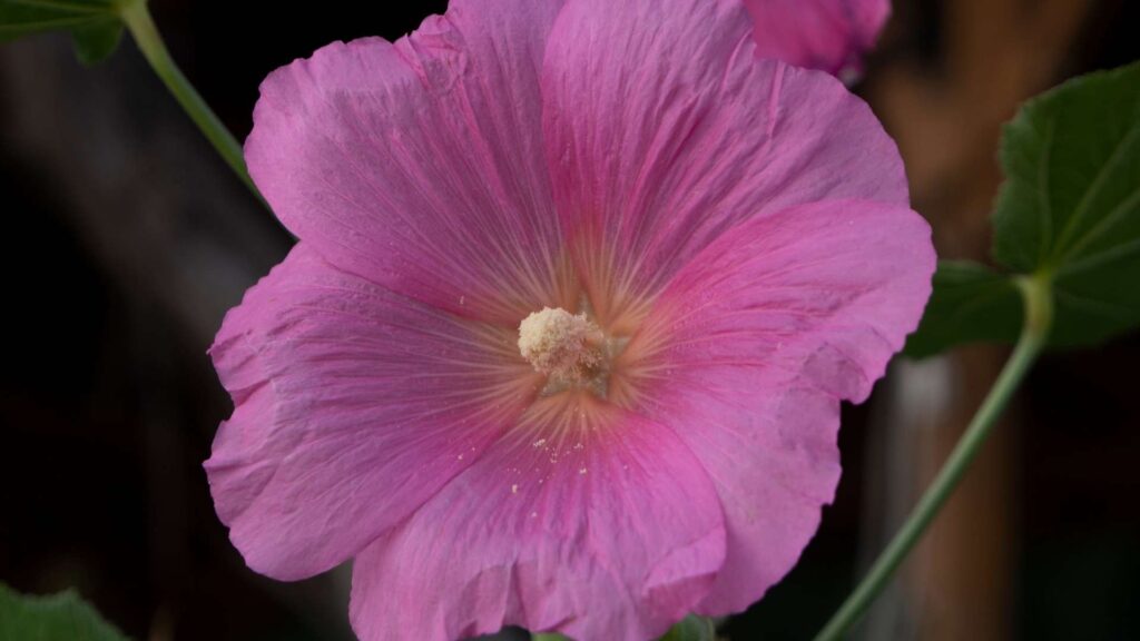 Malwa ogrodowa (Alcea rosea) | foto. Canva Pro