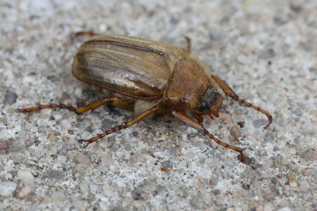 Guniak czerwczyk (Amphimallus solstitialis) – jego larwy żyją w glebie 2–3 lata, żywiąc się korzeniami traw. Dorosłe chrząszcze pojawiają się latem i obgryzają liście krzewów. | foto. PlantSam