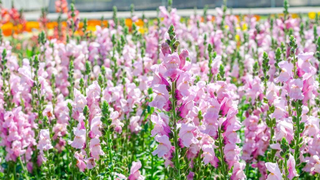Lwia paszcza (Antirrhinum majus) | foto. Canva Pro